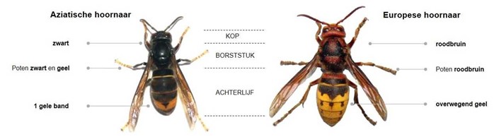 hoornaar