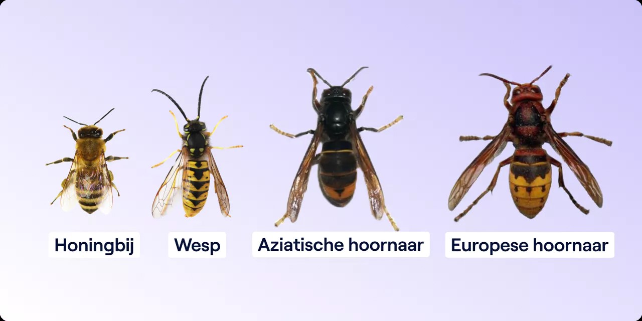 hoornaar