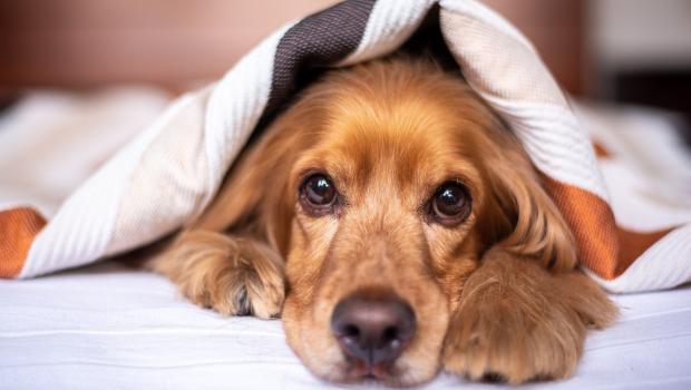 hond