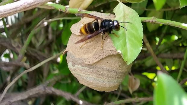 nest hoornaar