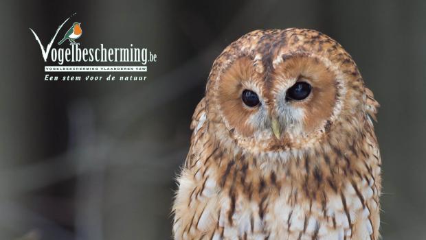 Vogelbescherming Vlaanderen