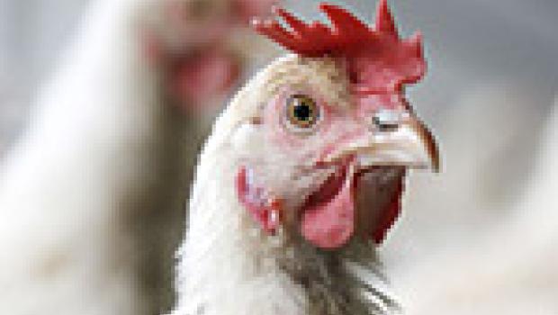 vogelgriep