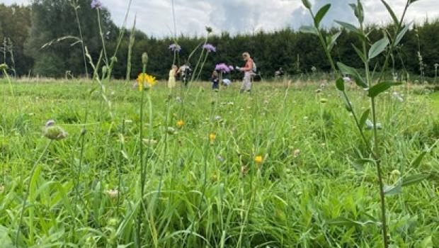 bloemenweide