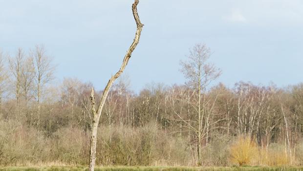 winterstruintocht