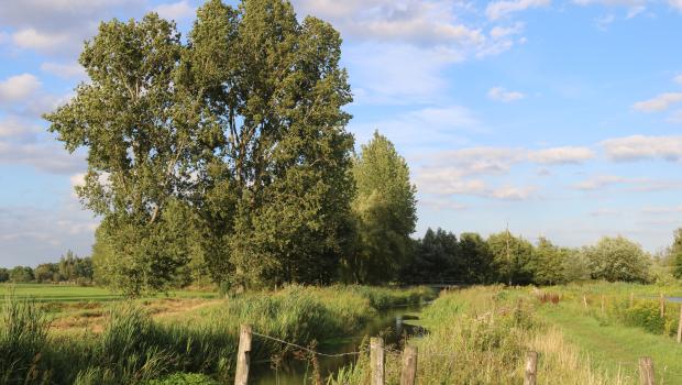Beeld