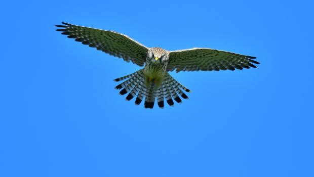 Torenvalk