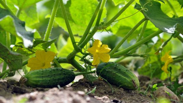 moestuin komkommer
