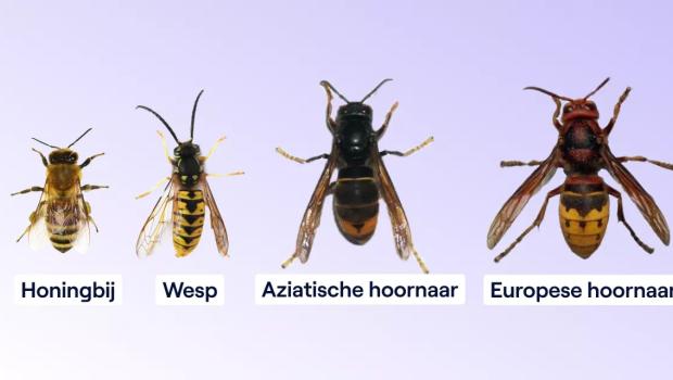 hoornaar