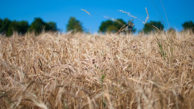 Droogte en bodem