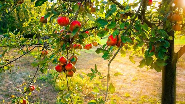 apple tree
