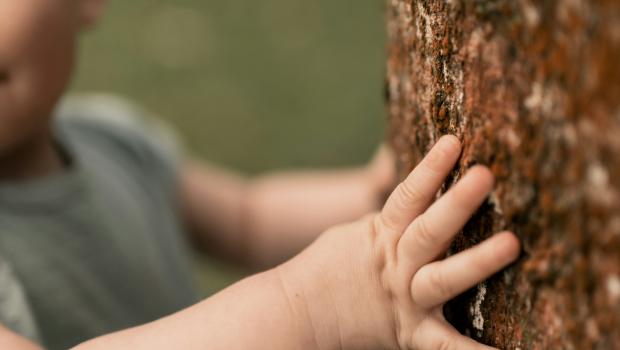 Beeld geboorteboom