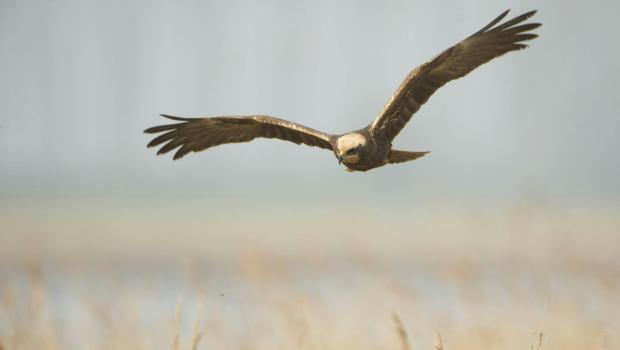 Cursus Roofvogels © Ludo Goossens