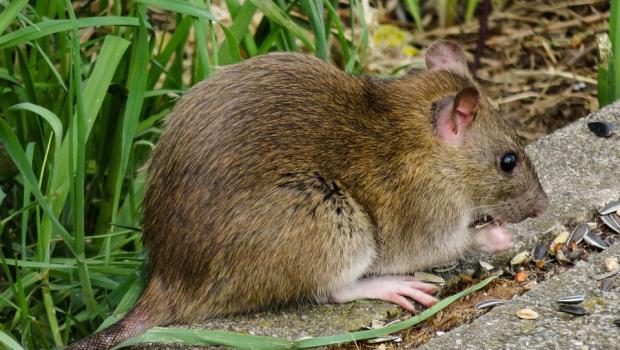 ratje