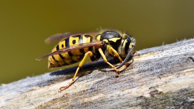 wasp