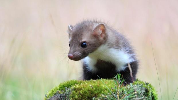 stone marten